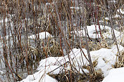 融化的雪淹没了林地