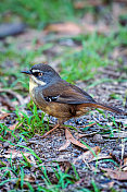 白眉鹪(frontalis Sericornis)