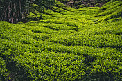 一排排绿色的茶树