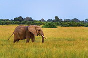 日落时大草原上的大象