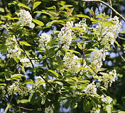 鸟樱桃(Prunus padus)开花