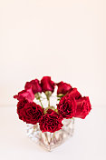 优雅的红玫瑰