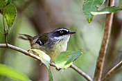 白眉鹪(frontalis Sericornis)