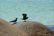 Anse Kerlan，普拉林，塞舌尔