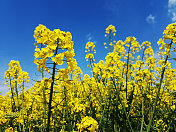 黄油菜花田，蓝天