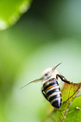 一只蜜蜂坐在一片绿叶上