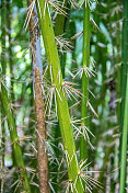 马来西亚:藤藤植物