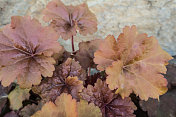 春天的珊瑚钟(Heuchera)五颜六色的叶子