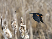 红翅黑鹂在香蒲旁飞翔