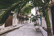 棕榈树遮荫哈瓦那古巴鹅卵石街道