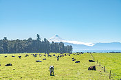 智利，智利，智利Lake District, Llanquihue的农场视图。