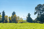 智利，智利，智利Lake District, Llanquihue的农场视图。