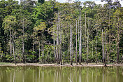 马来西亚:kinabahandriver