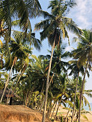 异国情调的椰子树在印度海滩照片，海景