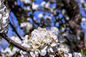 果园树上樱花的特写