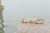 死海的牡蛎