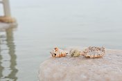 死海的牡蛎