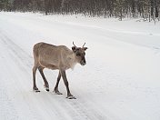 驯鹿走在积雪覆盖的路上