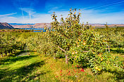 美国华盛顿州布鲁斯特奥卡诺根县的苹果园