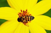 蜜蜂靠近了黄花的花粉。