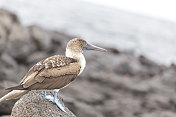 加拉帕戈斯群岛鲣鸟鸟