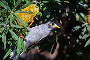 吵闹的矿鸟(Manorina melanocephala)