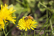 蜜蜂和蒲公英花