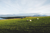 冰岛夏日日落时草地上的羊群
