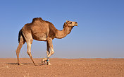 沙漠中的骆驼，摩洛哥