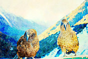 水彩画的Kea鸟