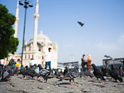 土耳其伊斯坦布尔- Ortakoy清真寺和鸽子