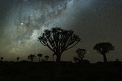 纳米比亚南部箭袋树森林上空的银河