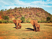 非洲象妈妈和它们的幼象