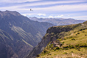在秘鲁的科尔卡峡谷观看秃鹰