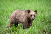 加拿大大熊雨林草地上的灰熊幼崽