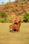 非洲象妈妈和小象