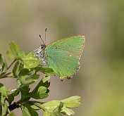 绿色细纹蝶