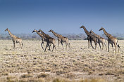 大群长颈鹿，Etosha国家公园，纳米比亚