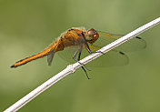 雌性稀有的追逐蜻蜓