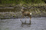 鹿在河里涉水