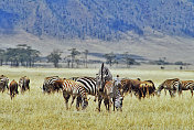 坦桑尼亚恩戈罗戈罗火山口的斑马和角马