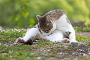 流浪猫在街上休息