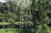 完美的柏树沼泽倒影在瓦溪保护区在基西米，佛罗里达