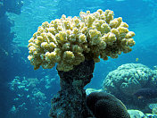 水下:红海，碧蓝的海水，黄色的珊瑚