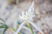 海滩上的花