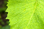 旋覆helenium。一片绿叶上有雨滴。