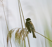 里德·班廷(Emberiza schoeniclus)