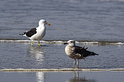 海鸥(Larus dominicanus)