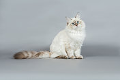 西伯利亚小猫的肖像