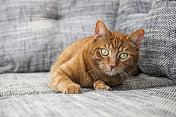 沙发上警惕的猫